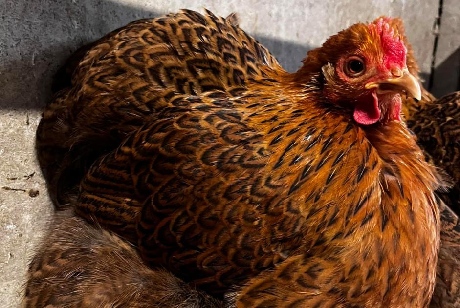 Vermisstmeldung Andere poule Weiblich Les Sables-d'Olonne Frankreich