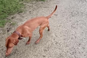 Fundmeldung Hund  Männliche Auray Frankreich