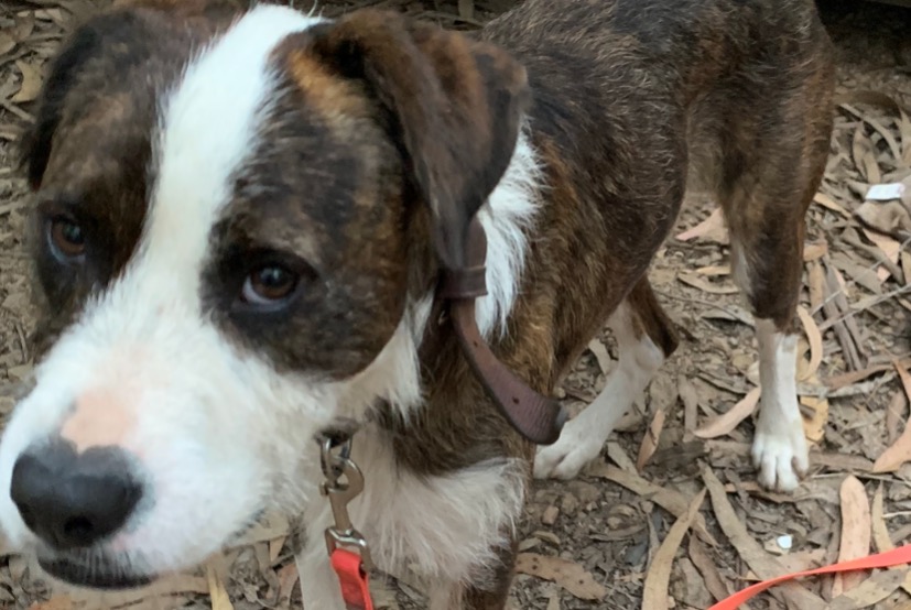 Fundmeldung Hund Männliche Villeneuve-Minervois Frankreich