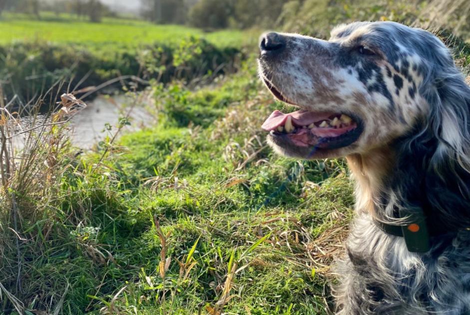 Vermisstmeldung Hund  Männliche , 11 jahre Plénée-Jugon Frankreich