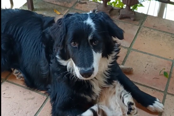 Vermisstmeldung Hund  Weiblich , 1 jahre Granges-d'Ans Frankreich