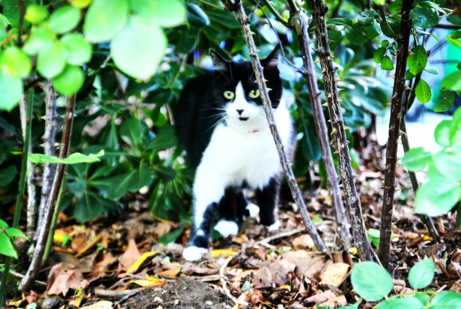 Vermisstmeldung Katze  Weiblich , 6 jahre Valmondois Frankreich