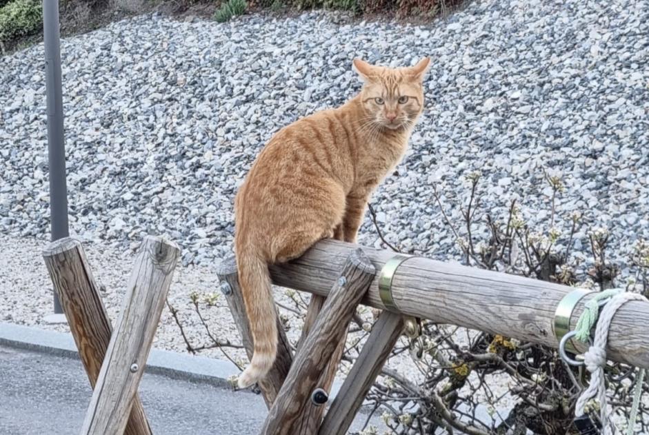 Vermisstmeldung Katze Männliche , 3 jahre Vétroz Schweiz