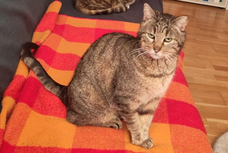 Vermisstmeldung Katze Weiblich , 10 jahre Villars-sur-Glâne Schweiz