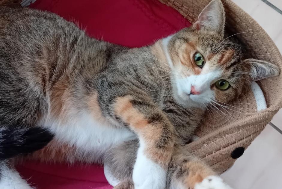 Vermisstmeldung Katze rassenmischung Weiblich , 2 jahre Verviers Belgien