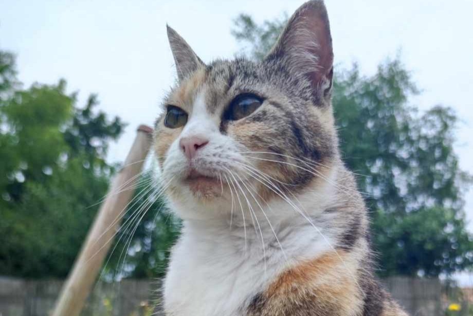 Vermisstmeldung Katze Weiblich , 11 jahre L'Hermenault Frankreich