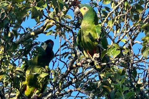 Vermisstmeldung Vogel Weiblich , 3 jahre Boécourt Schweiz