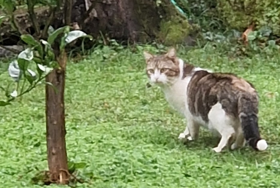 Discovery alert Cat Unknown Sisco France