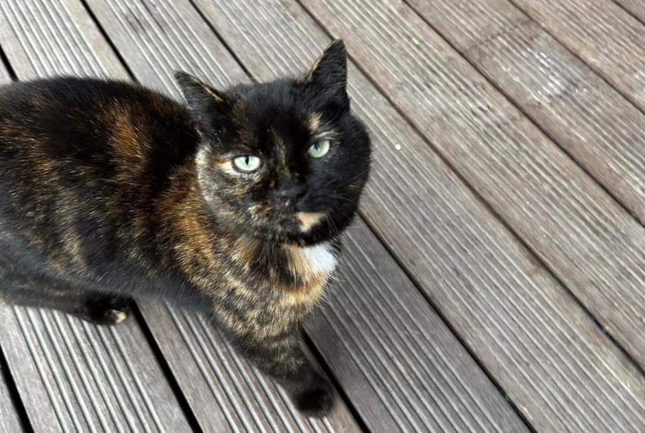 Discovery alert Cat Female , 3 years Massongex Switzerland