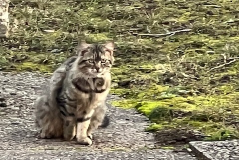 Discovery alert Cat Unknown , 2 years Genève Switzerland