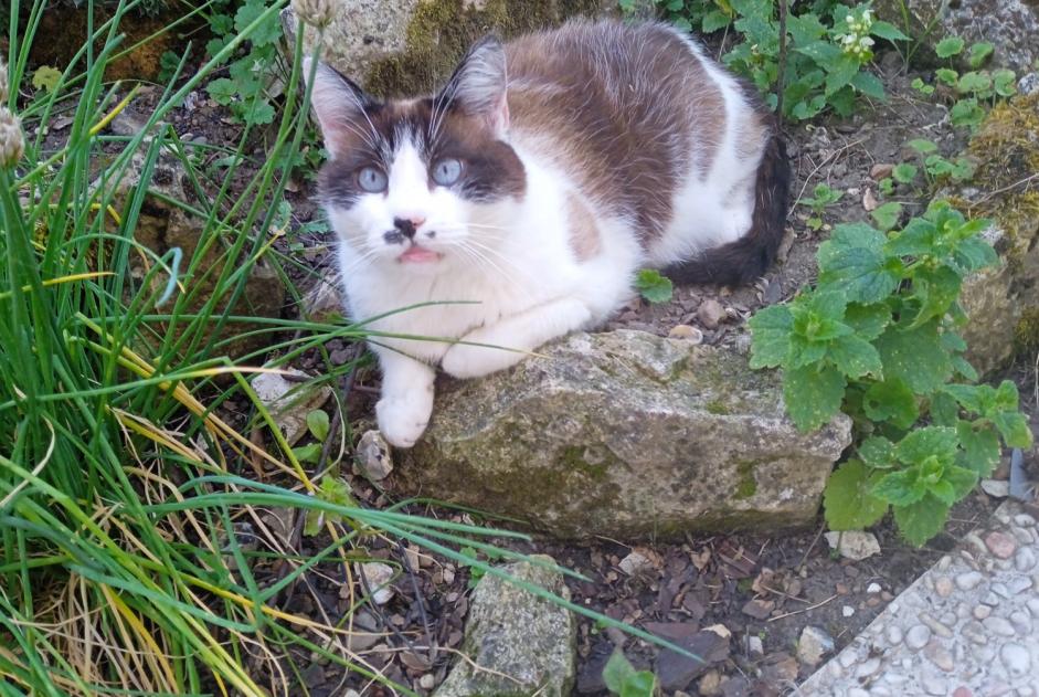 Disappearance alert Cat miscegenation Male , 10 years Lihus France