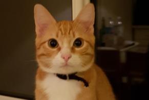 Disappearance alert Cat  Male , 8 years Cers France