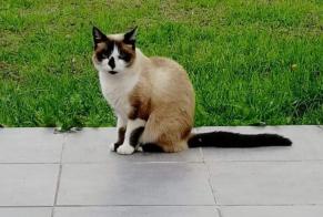 Disappearance alert Cat miscegenation Female , 8 years Damgan France