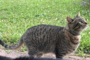 Disappearance alert Cat miscegenation Male , 11 years Cottens Switzerland