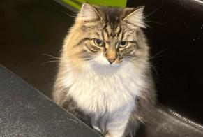 Disappearance alert Cat Male , 5 years Antoing Belgium