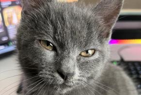 Disappearance alert Cat miscegenation Female , 2 years Edingen Belgium