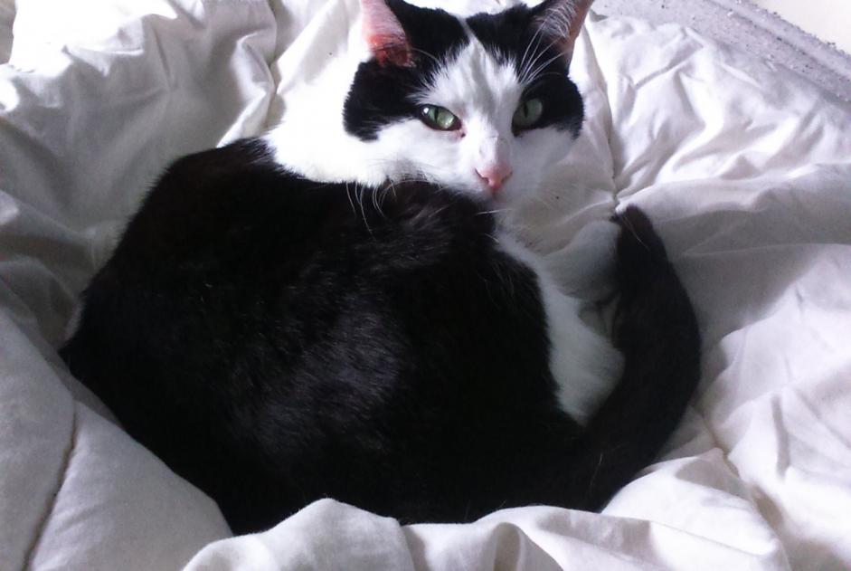 Disappearance alert Cat  Female , 12 years Montaut-les-Créneaux France