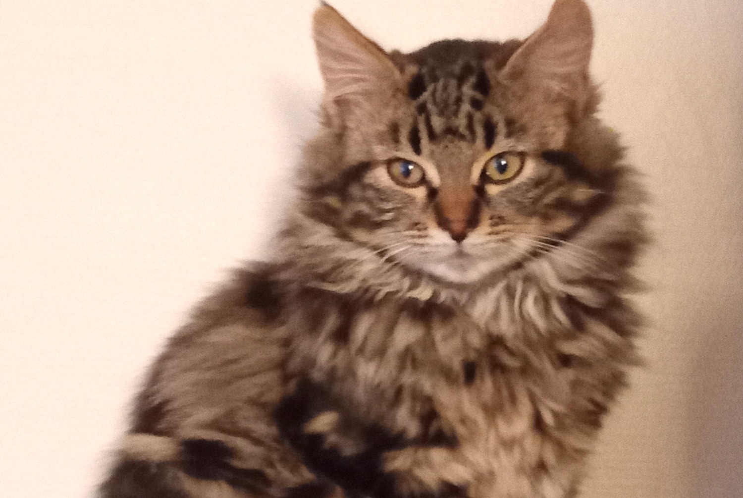 Disappearance alert Cat  Male , 2025 years Dammarie-les-Lys France