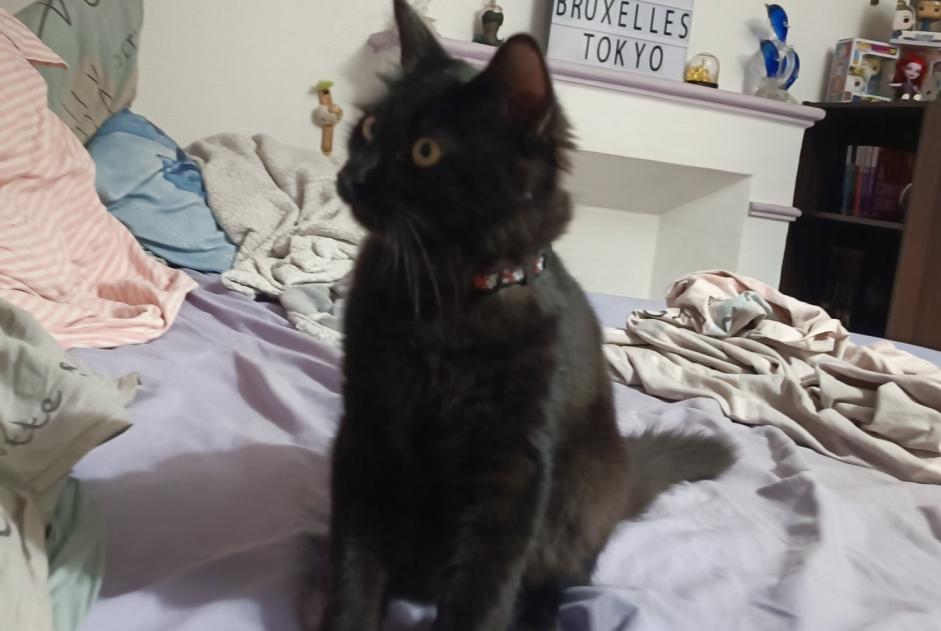 Disappearance alert Cat Male , 2 years Coulonges-sur-l'Autize France