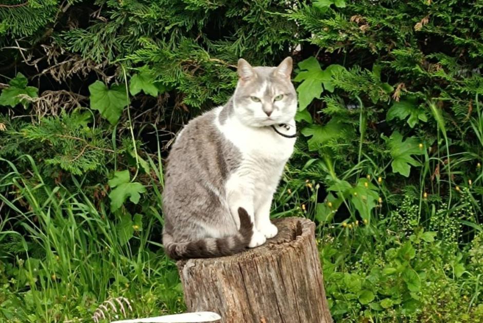 Disappearance alert Cat  Female , 7 years Lempdes France