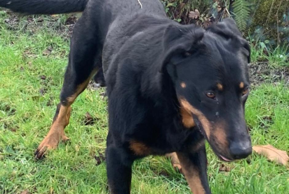 Discovery alert Dog  Male , 4 years Pleslin-Trigavou France