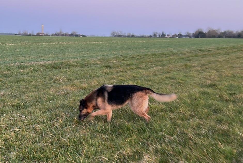 Discovery alert Dog  Male Unverre France