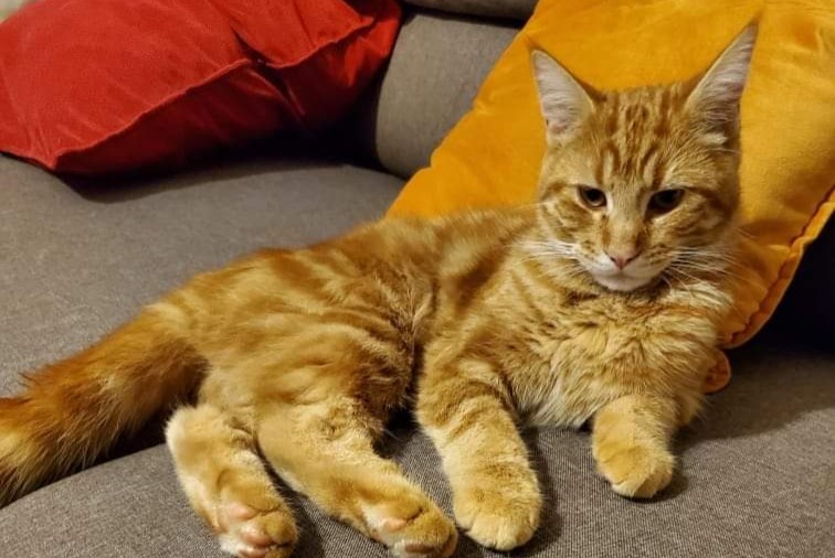 Alerta de Desaparición Gato Macho , 2 años Troyes Francia