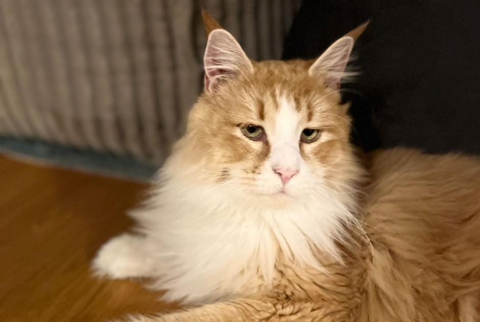 Alerta de Desaparición Gato  Macho , 3 años Burgdorf Suiza