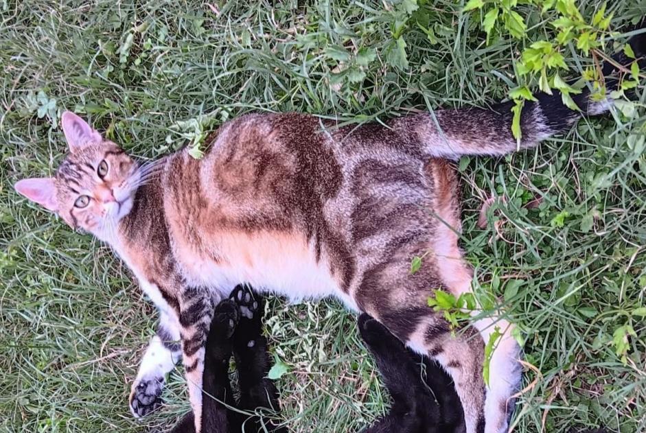 Alerta de Desaparición Gato  Macho , 2 años Crest Francia