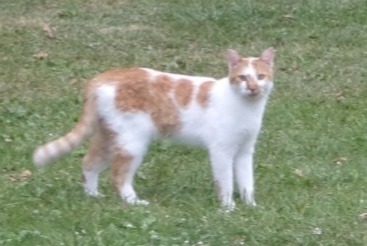 Alerta de Desaparición Gato  Macho , 4 años Auray Francia