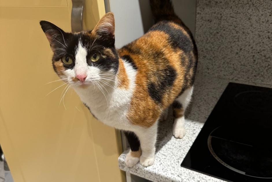 Alerta de Desaparición Gato  Hembra , 4 años Ëlwen Luxemburgo