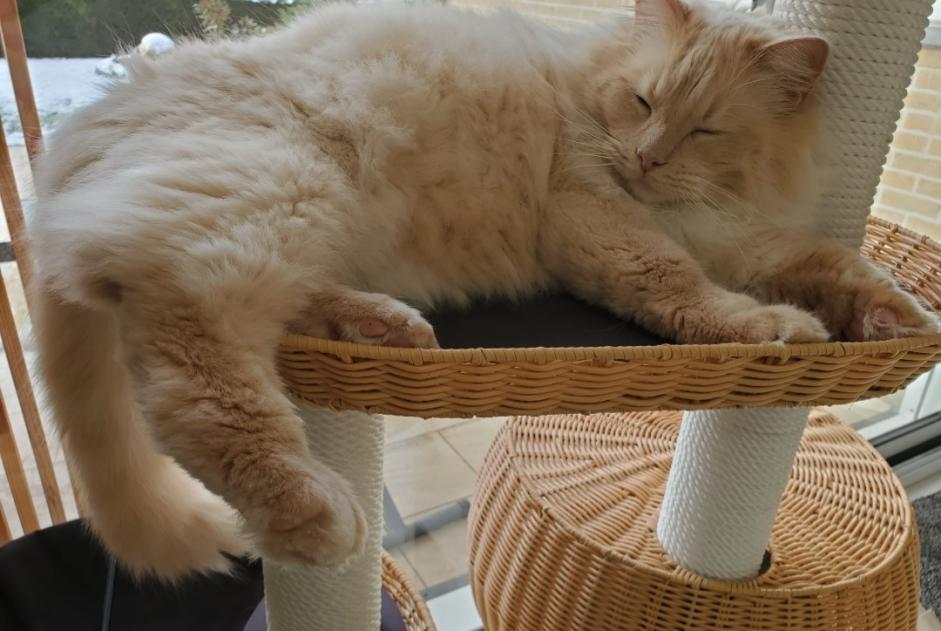 Alerta de Desaparición Gato  Macho , 4 años Mouscron Bélgica