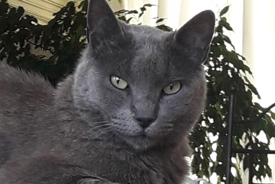 Alerta de Desaparición Gato  Hembra , 11 años L'Escarène Francia