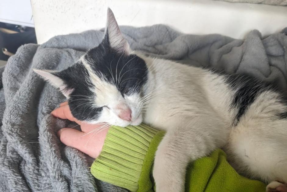 Alerta de Desaparición Gato Macho , 4 años Saint-Bazile Francia