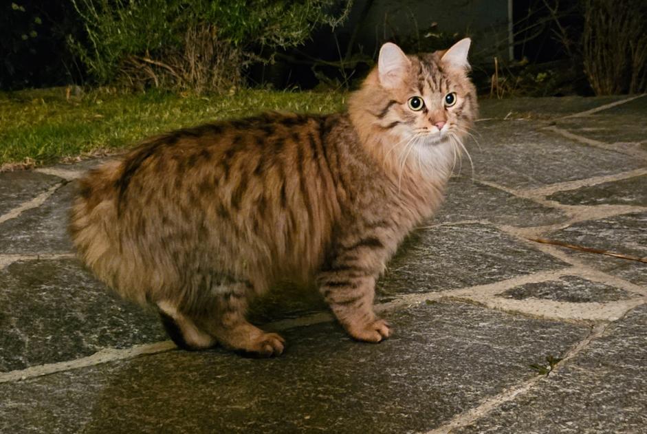 Alerta de Hallazgo Gato Desconocido Romanel-sur-Lausanne Suiza