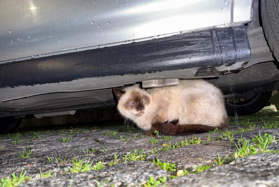 Alerta de Hallazgo Gato  Desconocido , 3 años Porto Portugal