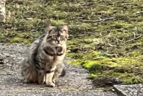 Alerta de Hallazgo Gato Desconocido , 2 años Genève Suiza