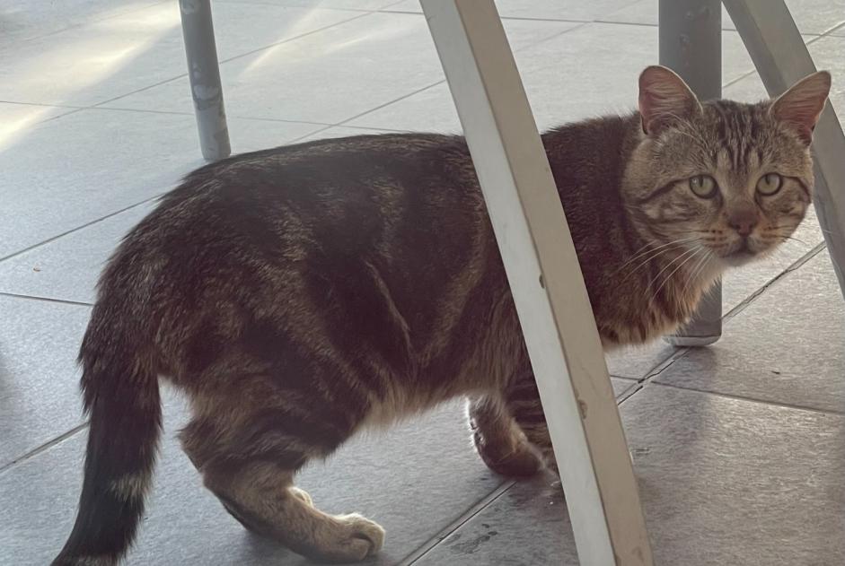 Alerta de Hallazgo Gato Desconocido Veyre-Monton Francia