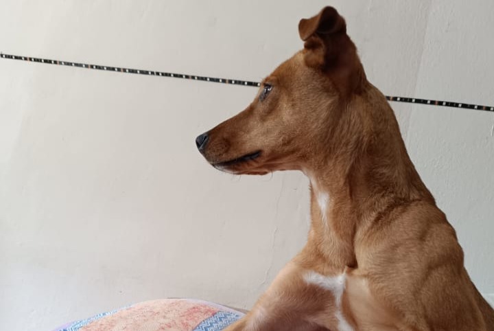 Alerta de Desaparición Perro cruce Hembra , 2 años San Rocco Seno d'Elvio Italia