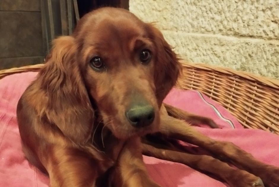 Alerta de Desaparición Perro  Hembra , 1 años Tolède España