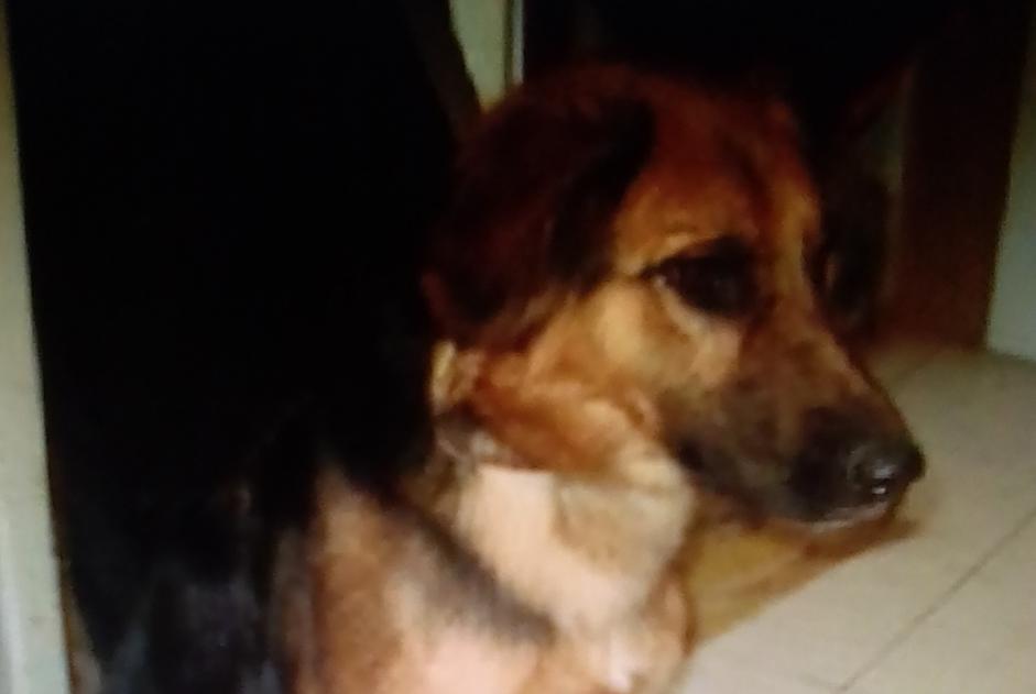 Alerta de Desaparición Perro cruce Hembra , 7 años Sorgues Francia