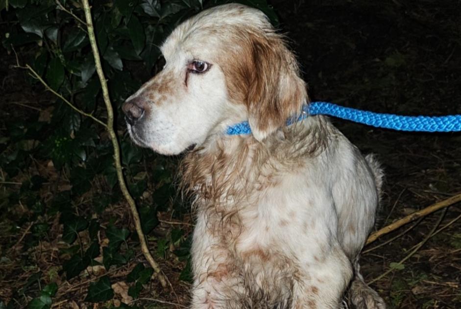 Alerta de Hallazgo Perro  Macho Vannes Francia