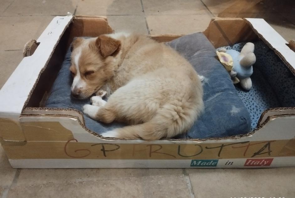 Alerta de Hallazgo Perro Macho Faux-en-Périgord Francia