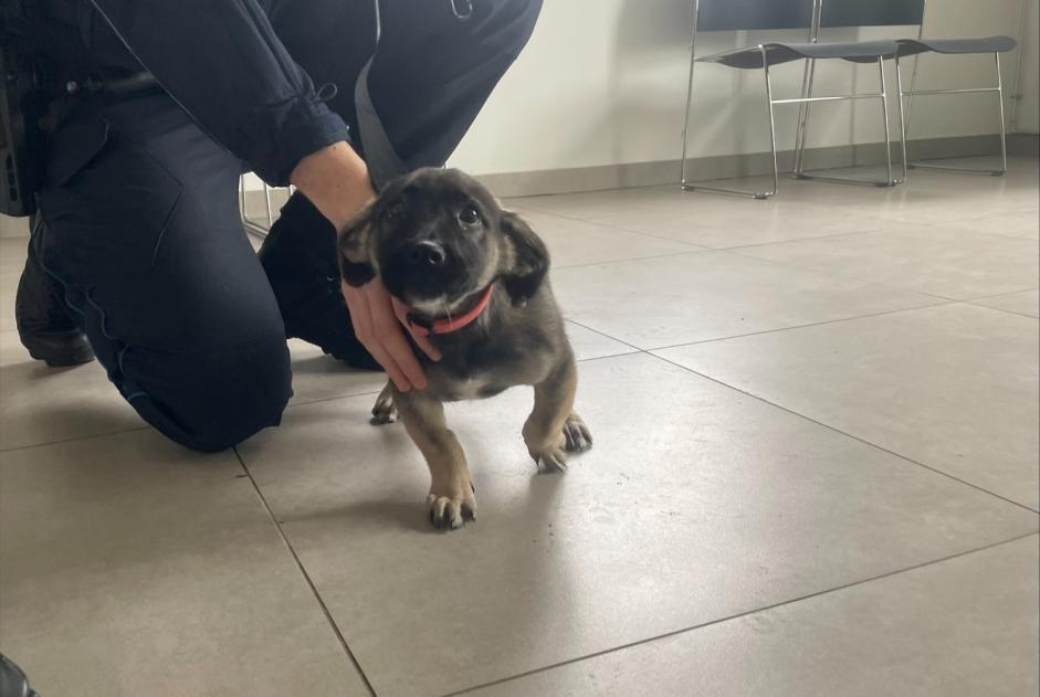 Alerta de Hallazgo Perro cruce Macho , Entre 1 y 3 meses Louveciennes Francia