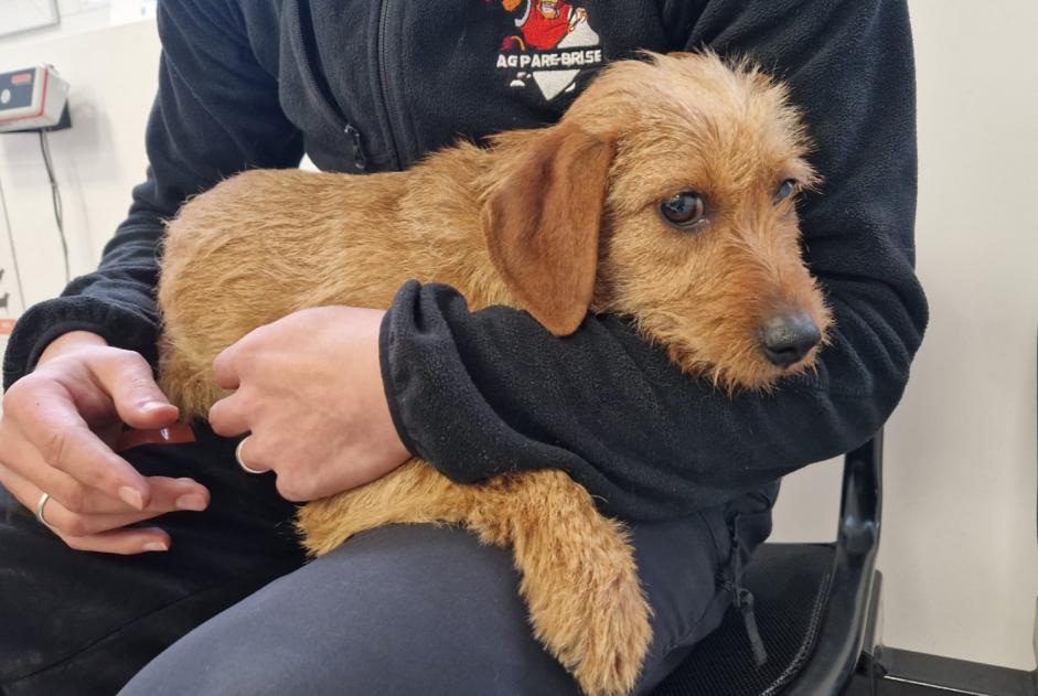 Alerta de Hallazgo Perro  Hembra Saint-Ciers-d'Abzac Francia