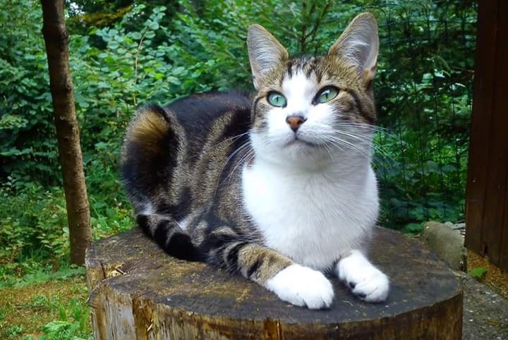 Alerte Disparition Chat croisement Femelle , 13 ans Le Mouret Suisse