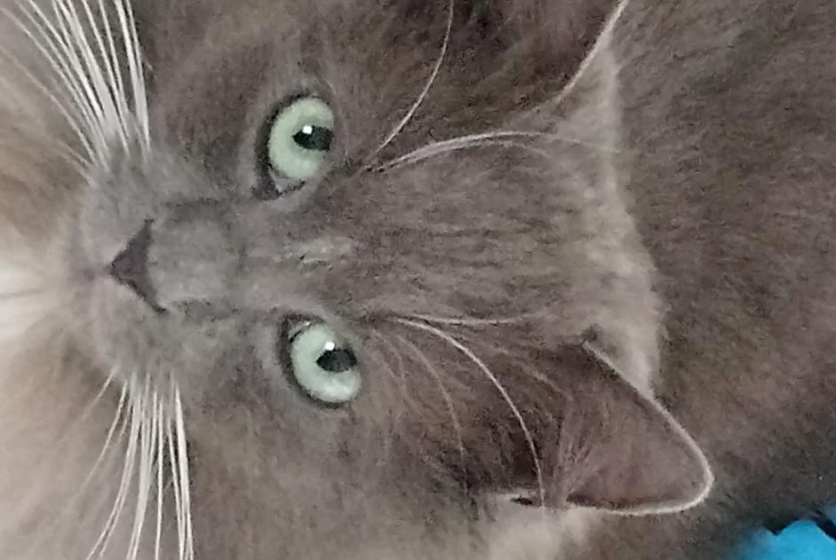 Alerte Disparition Chat Mâle , 5 ans Soumagne Belgique