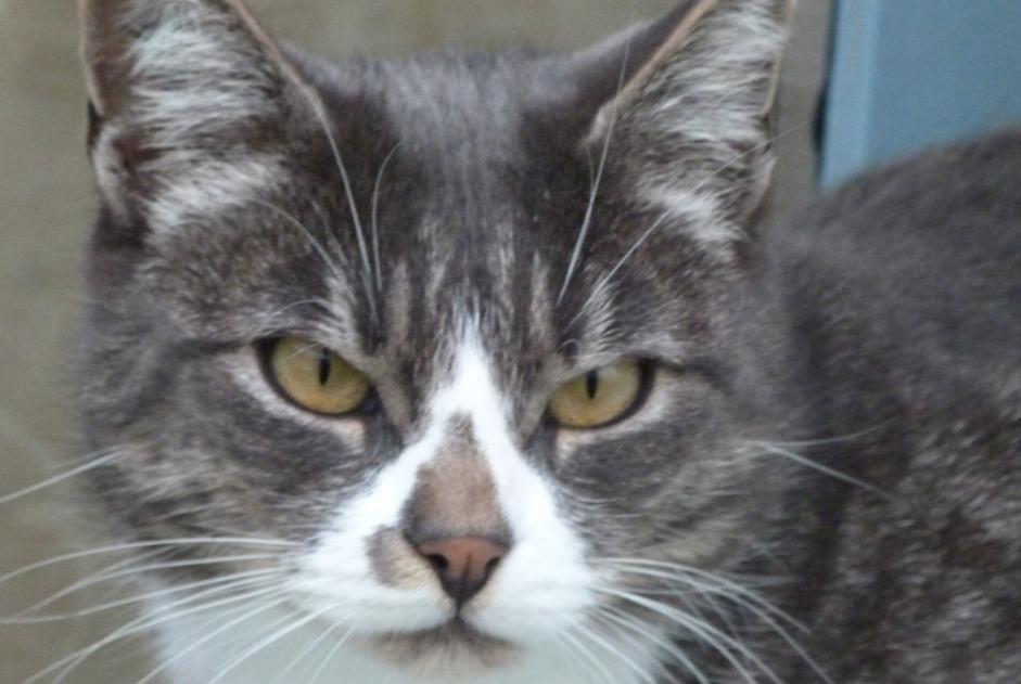 Alerte Disparition Chat Mâle , 11 ans Brem-sur-Mer France