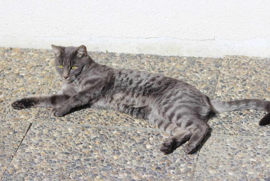 Alerte Disparition Chat Mâle , 5 ans Soignies Belgique