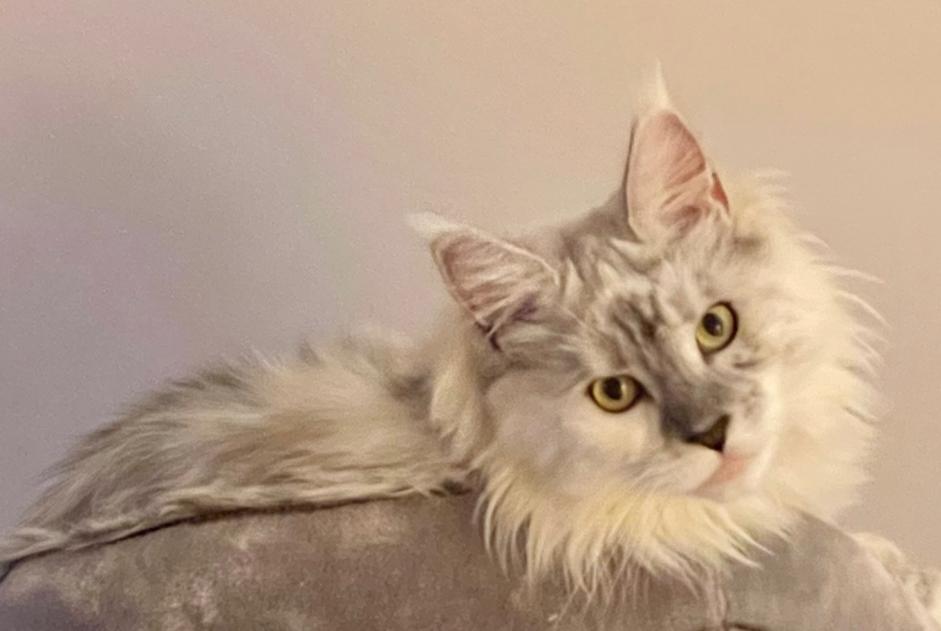 Alerte Disparition Chat  Femelle , 2 ans São Lourenço Portugal